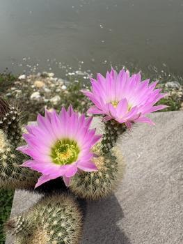 Preview: Echinocereus websterianus